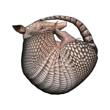 Armadillo Illustrazione stock