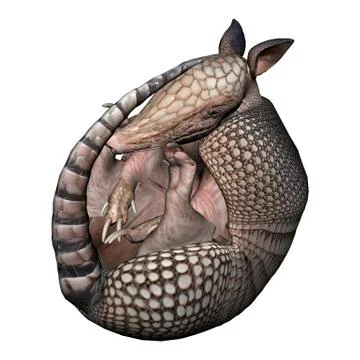 Armadillo Ilustración de archivo
