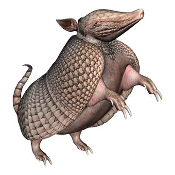 Armadillo Illustrazione stock