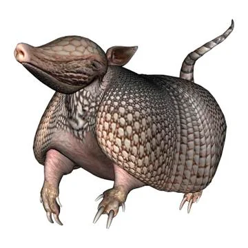 Armadillo Illustrazione stock