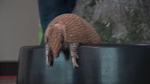 Armadillo looking around Stock Footage 82270283