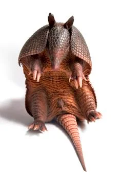 Armadillo Stock Photos
