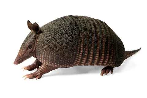 Armadillo Stock Photos