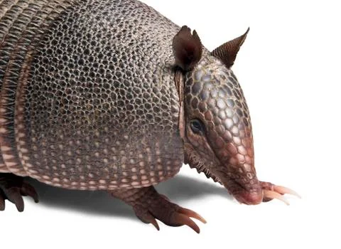 Armadillo Stock Photos
