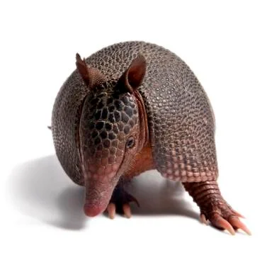 Armadillo Stock Photos