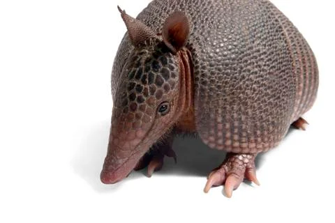 Armadillo Stock Photos