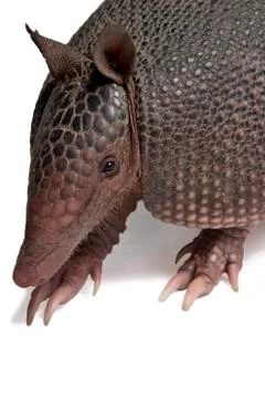 Armadillo Stock Photos
