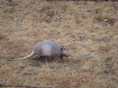 Armadillo 写真素材