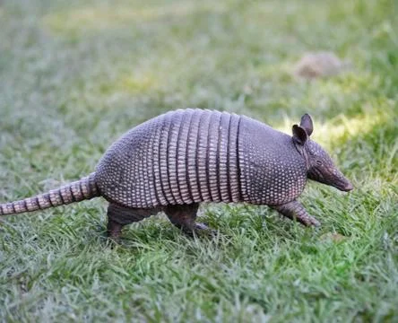 Armadillo Stock Photos