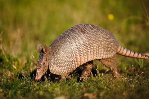 Armadillo Stock Photos