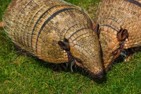 Armadillo Stock Photos