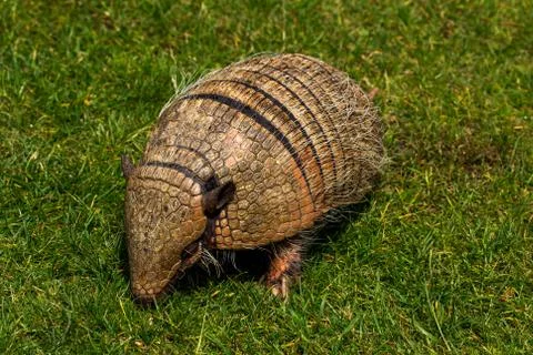 Armadillo Stock Photos