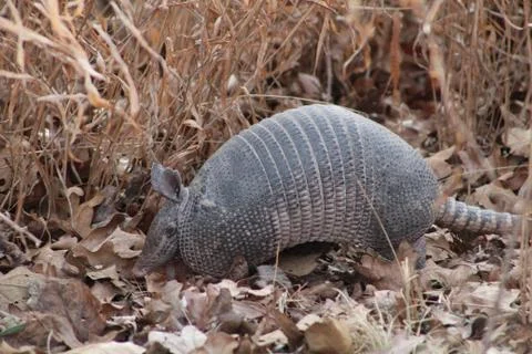 Armadillo Foto stock
