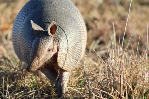 Armadillo Foto stock