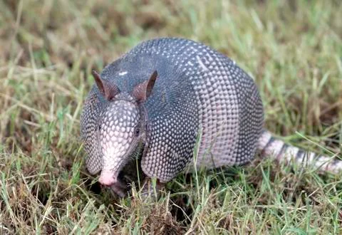 Armadillo Stock Photos