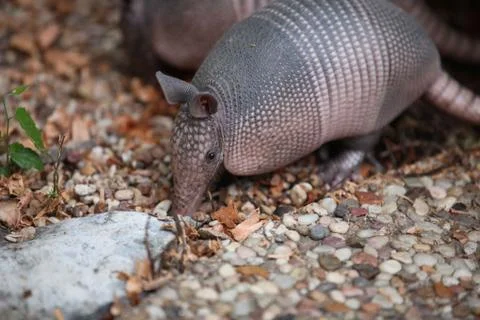 Armadillo Stock Photos