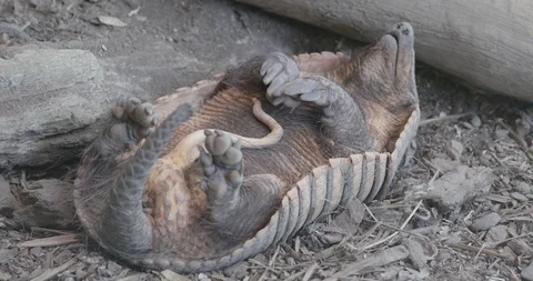 Armadillo sleep on his back Stock Footage 107069976