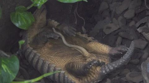 Armadillo Sleeping on the Ground Vídeos de archivo 65993124