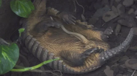 Armadillo Sleeping on the Ground Stock Footage 65993870