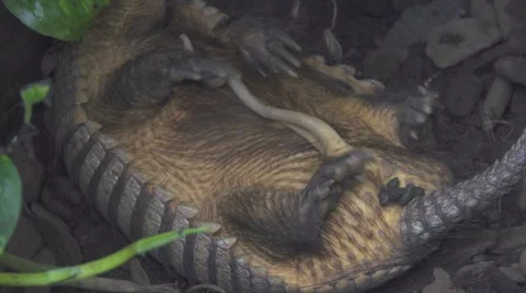 Armadillo Sleeping on the Ground Stock Footage 65994606