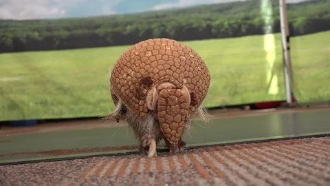 Armadillo sniffing ground Stock Footage 82269922
