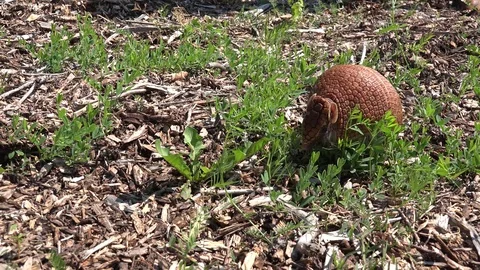 Armadillo standing in grass Stock Footage 82270188