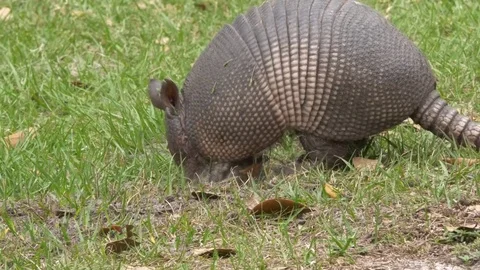 Armadillo vs Fire Ants, 4K Stock Footage 71751448