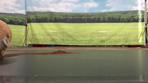 Armadillo walking around Video stock 82270209