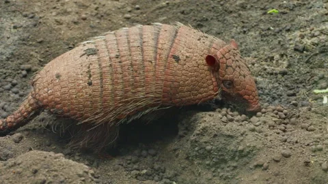 An armadillo walking on dry forest ground. Armored mammal Stock Footage 314659497