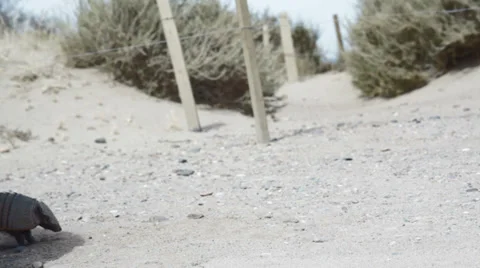 Armadillo walking Stock Footage 32620880