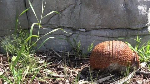 Armadillo walking in grass Stock Footage 82270023