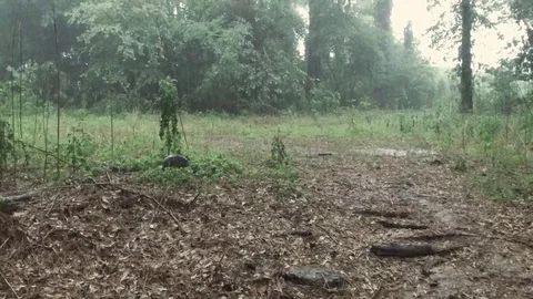 Armadillo walking in the rain Stock Footage 92376530