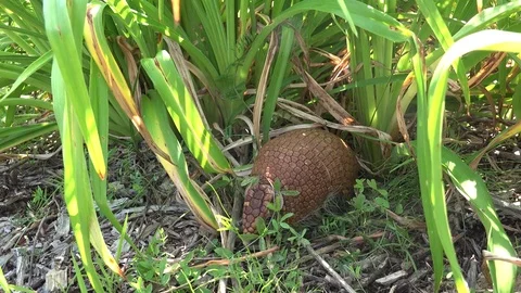 Armadillo walking in tall grass Stock Footage 82279022