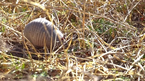 Armadillo in Wildlife Video stock 124027562