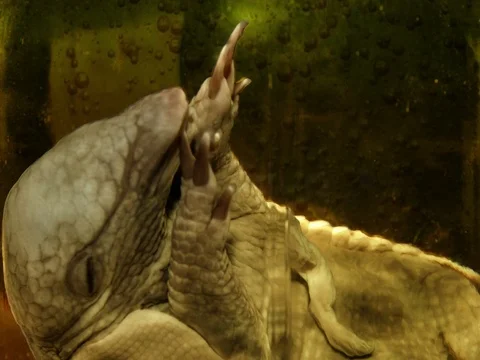 Armadillo1 Video stock 89951286