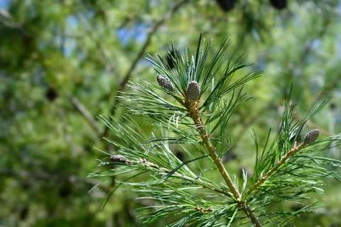 Armand pine Stock Photos