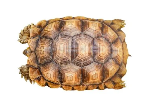 Armature turtle isolated / tortoise shell pattern beautiful isolated on white Stock Photos