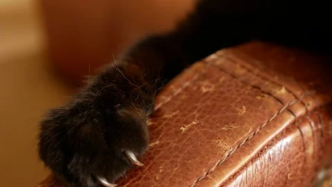 An armchair spoiled by the claws of a cat. scratches from the cat's claws on the Stock Footage