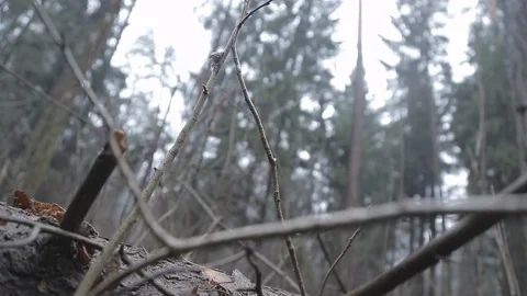 Armed forces back forest Video stock 100794547