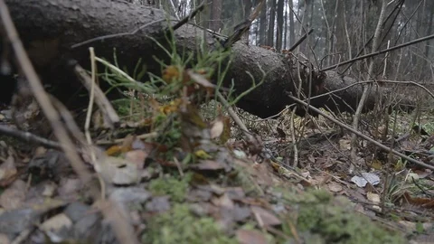 Armed forces forest Video stock 100794448