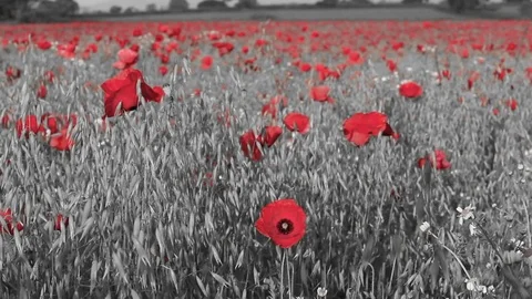 Armed Forces Remembrance Concept With Red Poppies Stock Footage 74591415