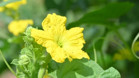 Armenian cucumber flower. Stock Footage 344624436
