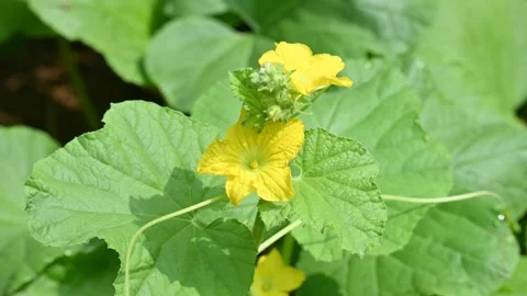 Armenian cucumber flower. Video stock 344624763