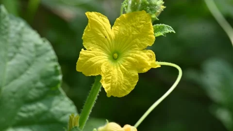 Armenian cucumber flower. Video stock 344624917
