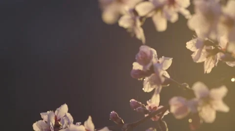 Armenian spring flower Stock Footage 63208633