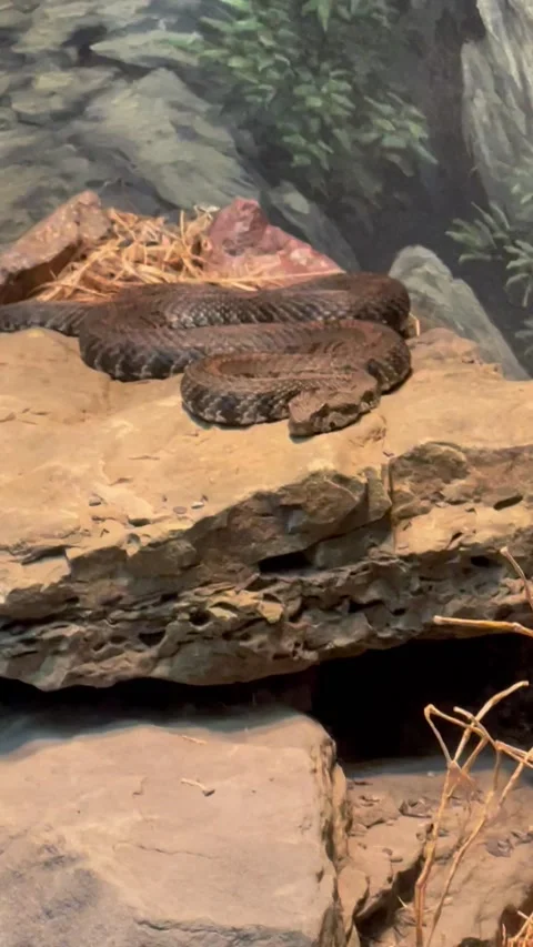 Armenian Viper Stock Footage 169491112