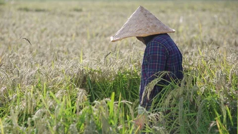 Armer in a rice field studies a rice ear Stock Footage 117573213