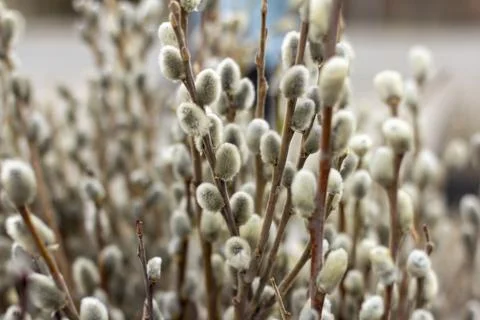 An armful of willow branches with budding buds.A harbinger of spring and brig Stock Photos