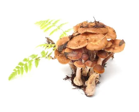 Armillaria. Stock Photos