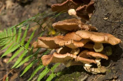 Armillaria Stock Photos